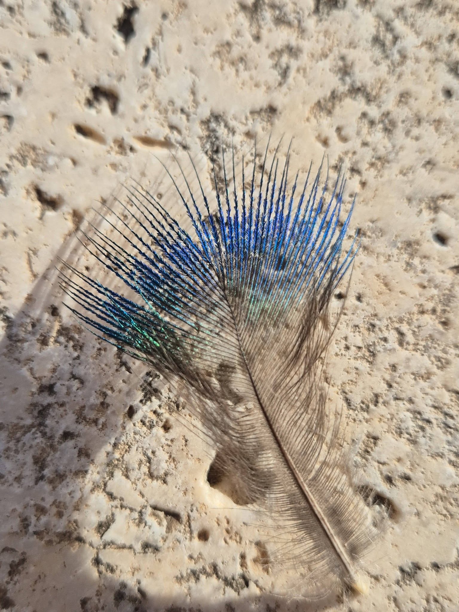 635246771_1552995340159282_2711452565990111151_n